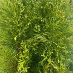 Tuja západná (Thuja occidentalis) ´SMARAGD´ – výška 170–180 cm, kopaná